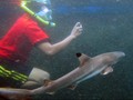 Hiu yang Mati di Karimunjawa Gemar Bersosialisasi