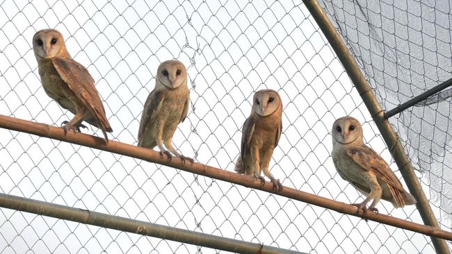 5800 Gambar Rumah Burung Hantu HD Terbaru