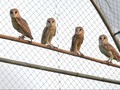 Bantul Ingin Populerkan Wisata Rumah Burung Hantu