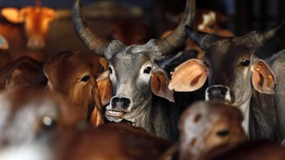 Diduga Selundupkan Sapi, Pria Muslim di India Tewas Dipukuli