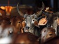 Diduga Bunuh Sapi, Pria Muslim India Mati Dipukuli Massa