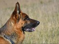 Kisah Anjing Cerdas yang Viral pasca Badai Harvey