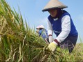 Panen Raya Datang, Jokowi Siap Bayar Tinggi Beras Petani