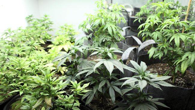 Anak Lelaki Pengisap Ganja Pertumbuhannya Lebih Lambat