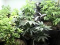 Anak Lelaki Pengisap Ganja Pertumbuhannya Lebih Lambat
