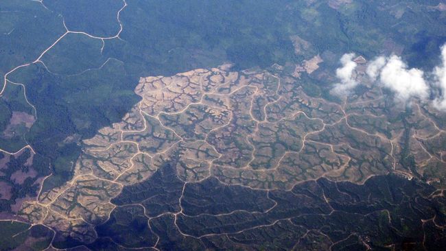 Lahan Kritis Indonesia 14 juta Ha, Pemerintah Kewalahan