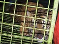 Pemburu Harimau di Riau DIbekuk Polisi, Empat Janin Disita