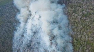 Terbukti Bakar Hutan, WALHI Desak Pemerintah Cabut Izin BMH