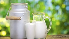Repotnya Mencari Produk Susu di Korea Utara