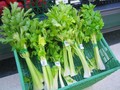 6 Manfaat Hebat Daun Seledri