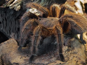 Biasa Membunuh Laba-laba, Kenapa Semut Predator Tak Menyerang Tarantula?