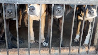 Bocah Kritis Usai Digigit Anjing Pit Bull di Medan