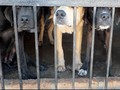 Gadis Cilik Tewas Dibantai Tiga Anjing Pit Bull Saat Bermain