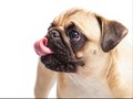 Petements, Desain Baju Buat Anjing yang Populer di Instagram