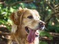 Infeksi Langka, Pria Jerman Tewas Setelah Dijilat Anjing