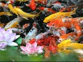 Ikan Koi Mati Akibat Listrik Padam, PLN Bakal Digugat