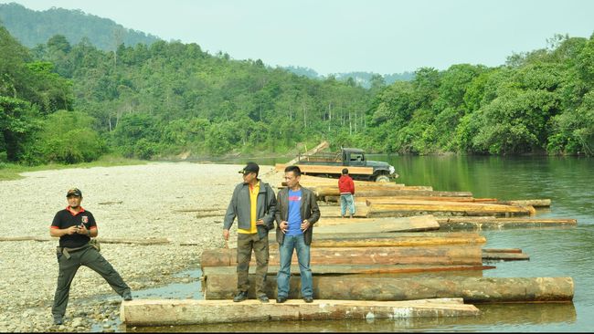 Lembaga P3H Dinilai Kerdilkan Peran KPK Berantas Mafia Hutan
