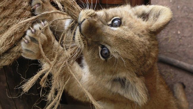 Unduh Kumpulan Koleksi Gambar Flora Dan Fauna Yang Ada Di Benua Afrika Keren Gratis