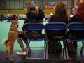 Akita, Anjing yang Setia dan Menggemaskan dari Jepang