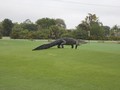 Buaya Berkeliaran di Tengah Turnamen Golf