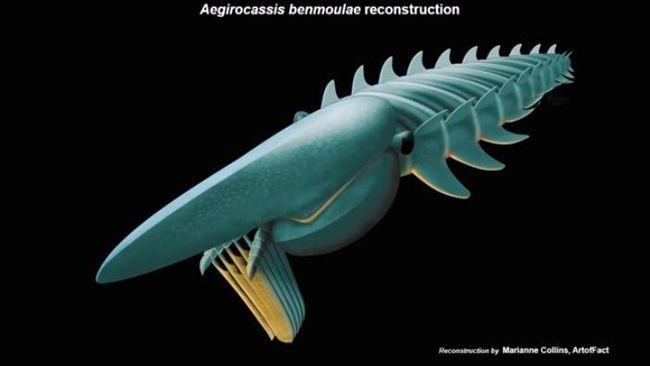 Udang Aneh Dari Maroko Monster Laut Yang Doyan Plankton