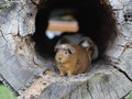 Rita dan Delilah, 'Guru' Guinea Pig Penghilang Cemas