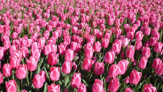 Asal Muasal Bunga Tulip Sebelum 'Hijrah' ke Belanda
