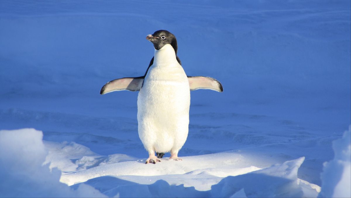 Ahli Teliti Kotoran Penguin dari Luar Angkasa Selama 30 Tahun, Ada Temuan 'Aneh'