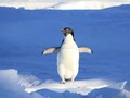 Lupakan Kucing dan Landak, Kini Masanya Bar Penguin