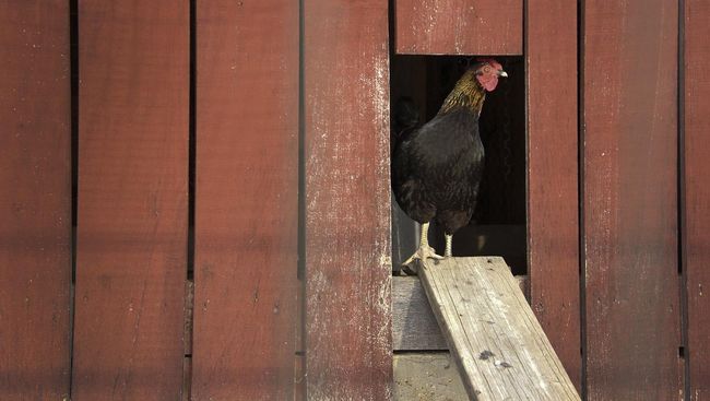 Erami Telur Hingga Menetas Seniman Perancis Jadi Induk Ayam