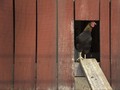 Erami Telur Hingga Menetas, Seniman Perancis Jadi Induk Ayam