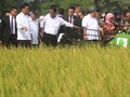 Duet Bulog-PPI Dapat Tugas Sedot 4 ribu Ton Gabah Petani