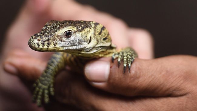 Langka, Komodo Beranak Tiga Tanpa Kawin dengan Pejantan