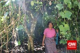 Seorang ibu warga Kampung Kalo, Golo Wangkung menunjukkan kebun kakao di halaman belakang rumahnya. (CNN Indonesia/ Windratie)