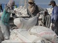 Pupuk Indonesia Akui Penjualan Mulai Terpengaruh Pupuk China