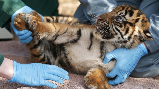 Imutnya Harimau Sumatera Di Kebun Binatang Inggris