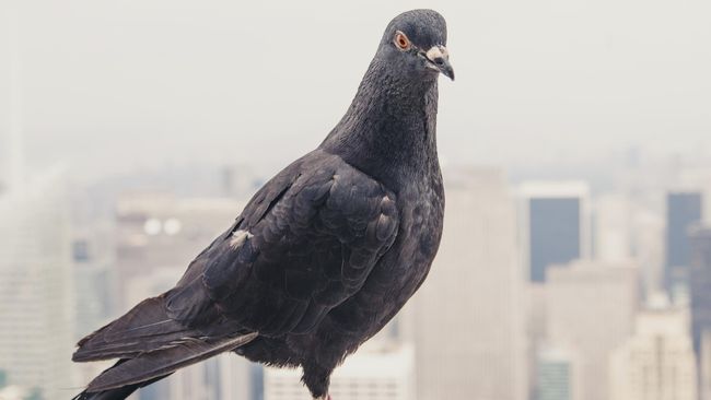  Arti  Burung  Merpati  Masuk Ke Dalam Rumah Sekitar Rumah