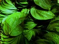11 Manfaat Daun Sirih untuk Kesehatan Tubuh