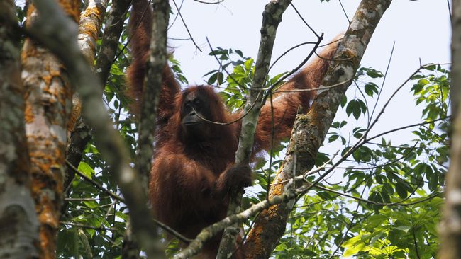 Peran Orangutan di Hutan Kalimantan