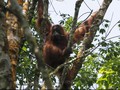 Peran Orangutan di Hutan Kalimantan