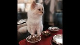 Saking sayangnya, Lagerfeld merasa ia mengerti apa kemauan Choupette.