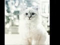 'Kucing' Karl Lagerfeld Dijual Rp7,1 Juta