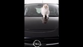 Terbukti perancang busana berumur 81 tahun itu sangat memuja kucingnya. Choupette bahkan telah dibuatkan buku kumpulan foto berjudul The Private Life of a High-Flying Fashion Cat. (Dok. Karl Lagerfeld)