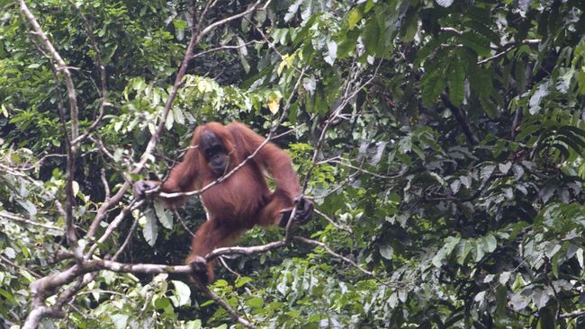 Peneliti Sayangkan Orang Utan Masih Dipelihara Pejabat