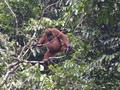 Peneliti Sayangkan Orang Utan Masih Dipelihara Pejabat