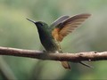 Taman Kota di Meksiko Jadi Pusat Konservasi Burung Kolibri