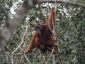 Ahli: PLTA Batang Toru Bunuh Orangutan Tapanuli Hingga Punah