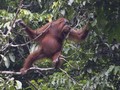 Jangan Lupakan Ngerinya Kebakaran Hutan