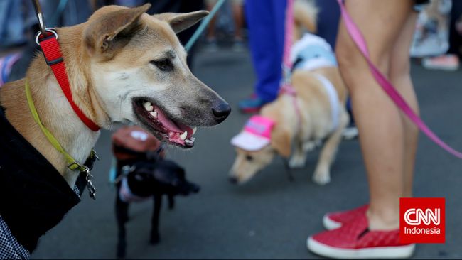 Anjing Pahami Emosi Manusia Lewat Tatapan
