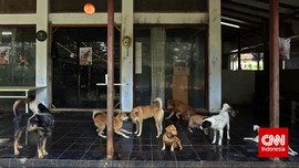 Wisatawan Keluhkan Populasi Anjing Liar di Mandalika